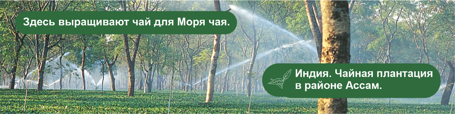 Индийский чай